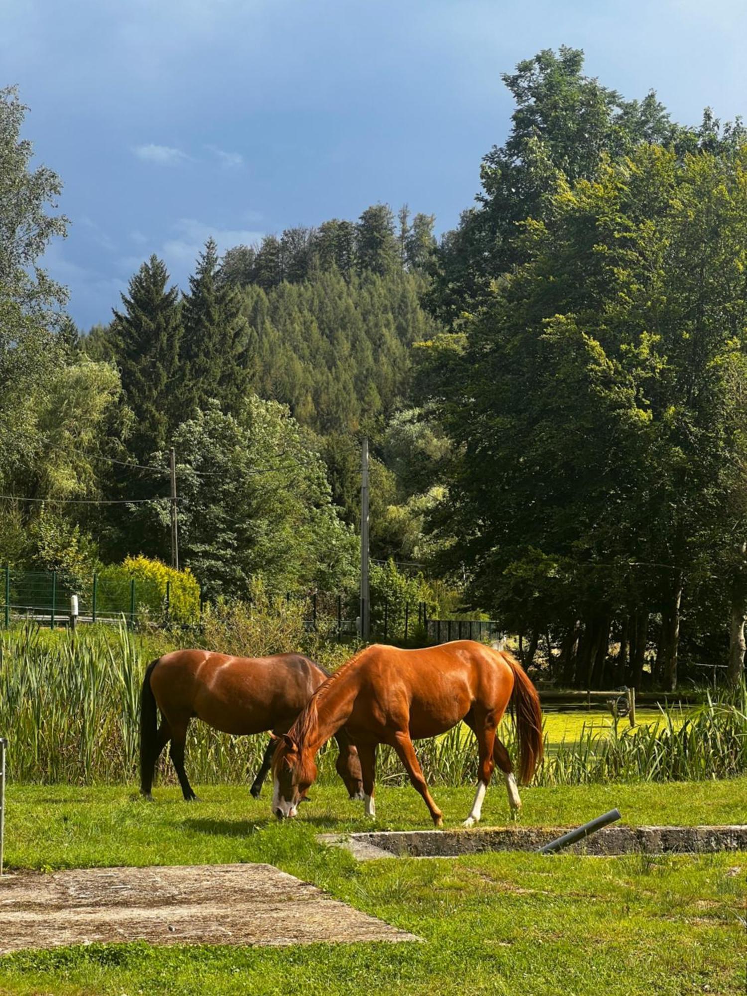 Maison D'Hotes En Pleine Nature Avec Chevaux Soucht Ngoại thất bức ảnh