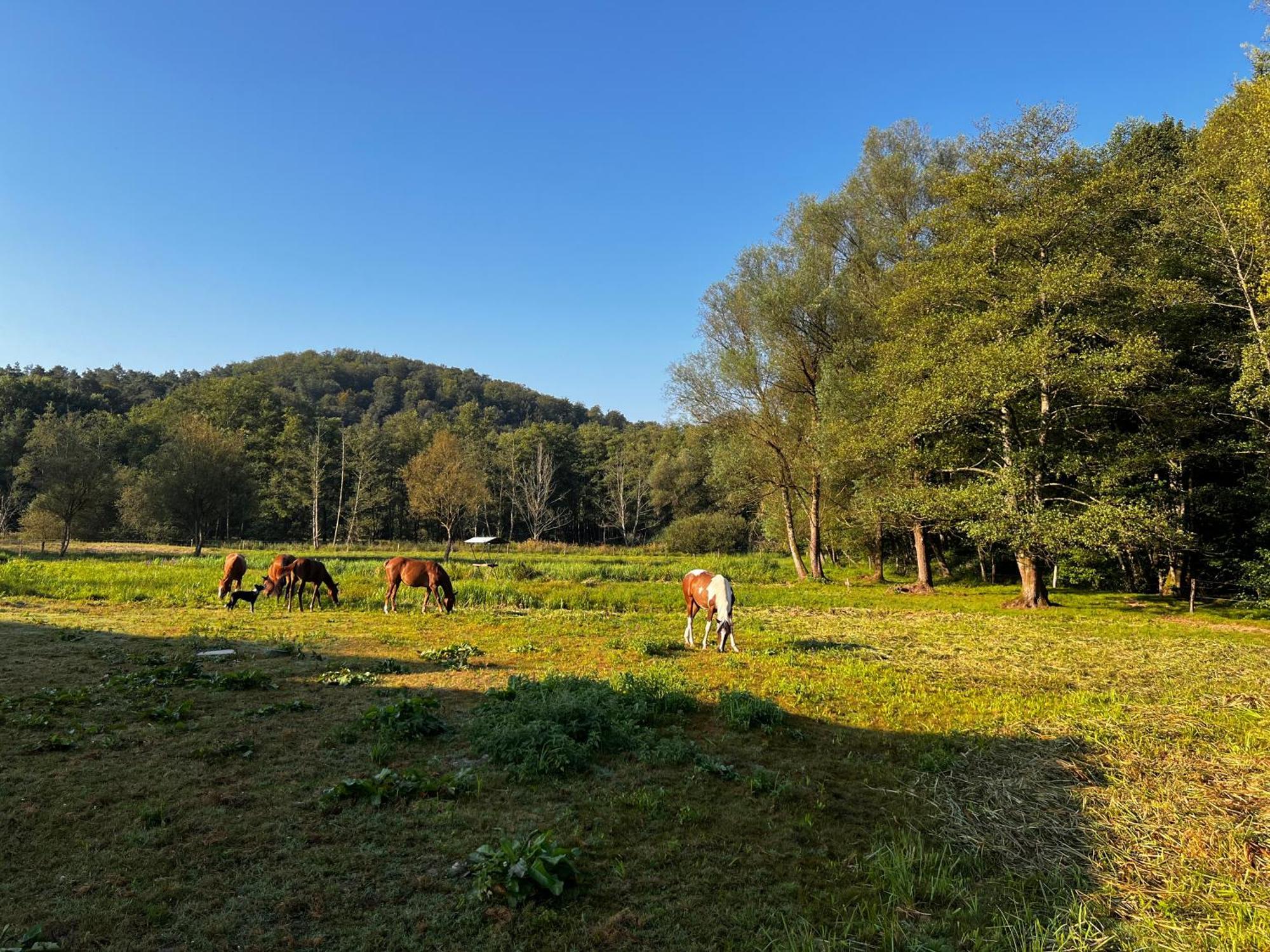 Maison D'Hotes En Pleine Nature Avec Chevaux Soucht Ngoại thất bức ảnh
