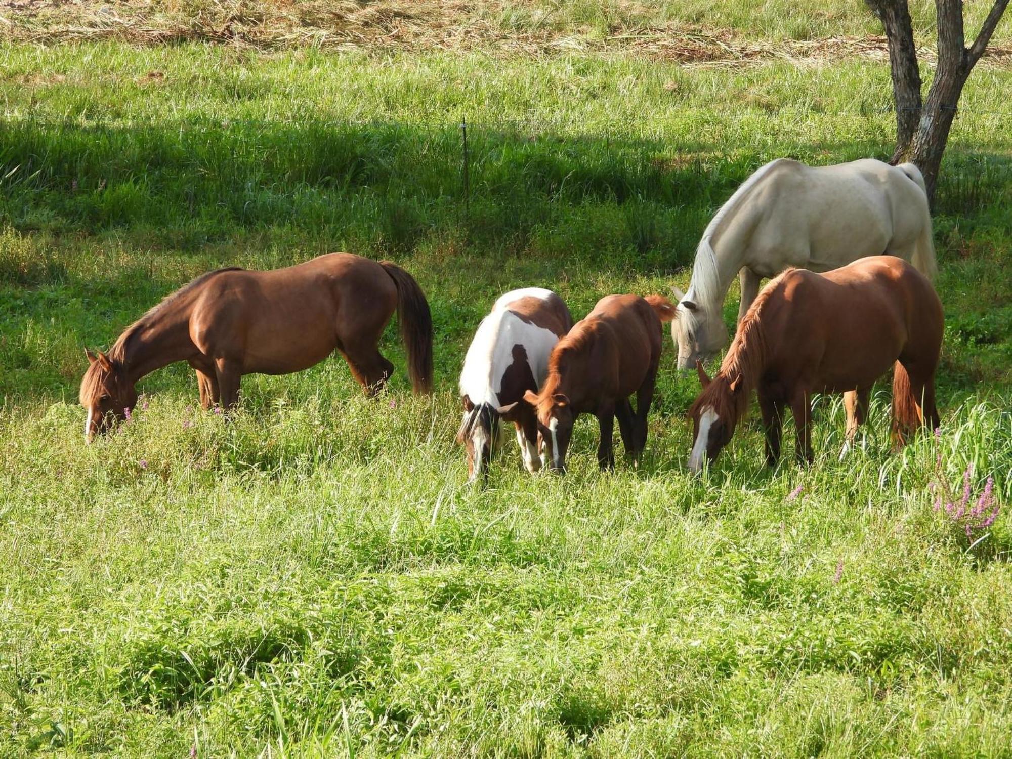 Maison D'Hotes En Pleine Nature Avec Chevaux Soucht Ngoại thất bức ảnh